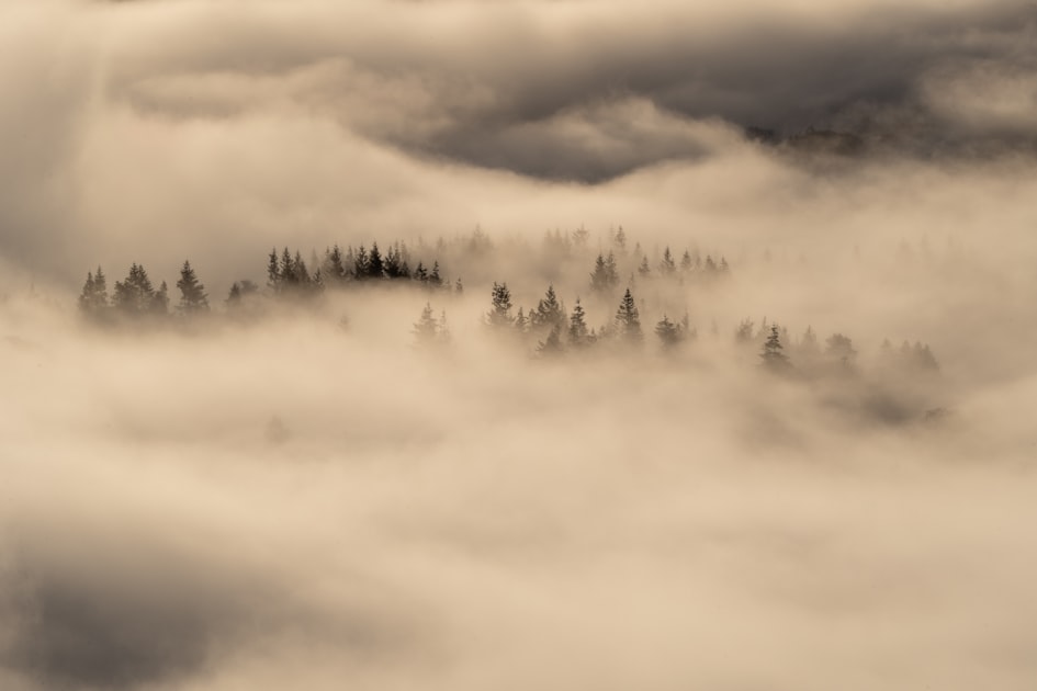 Fog In the Wild