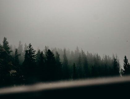 Fog In the Wild