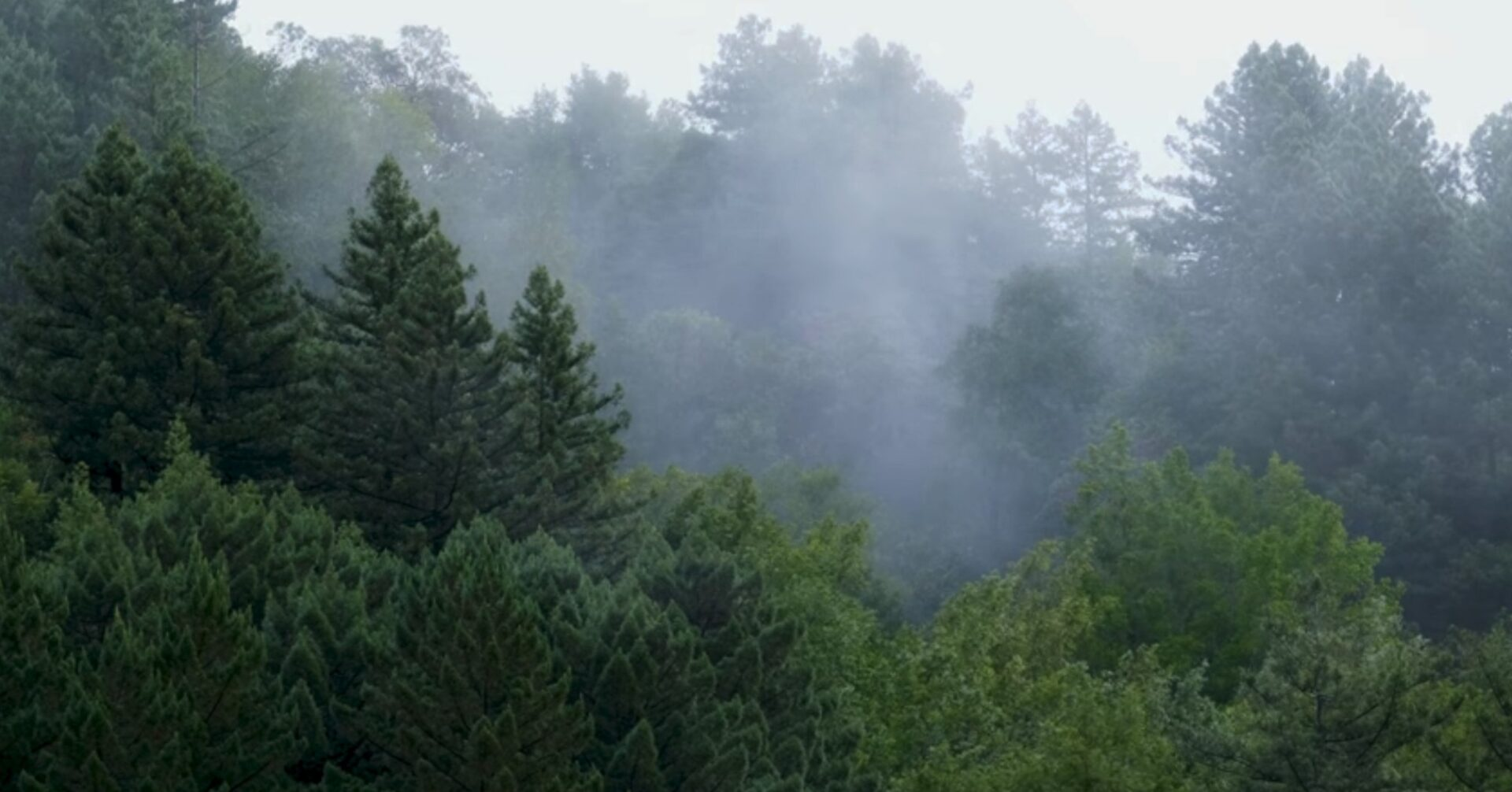 Fog stories.webp