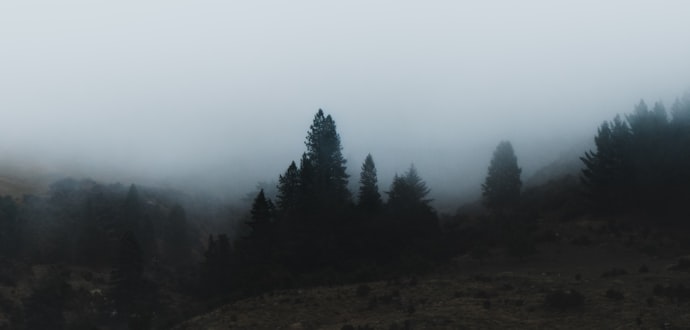 Fog In the Wild