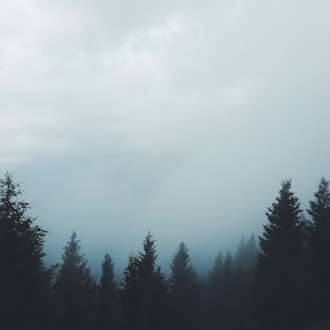 Fog in the Wild Prints